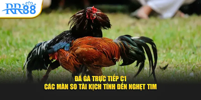 Đá gà trực tiếp C1