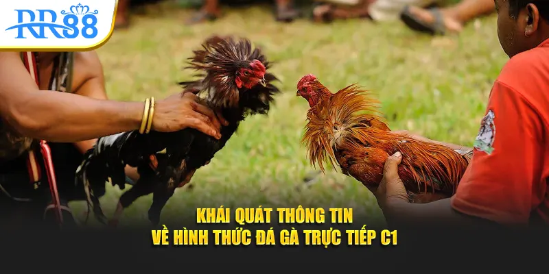 Khái quát thông tin về hình thức đá gà trực tiếp C1