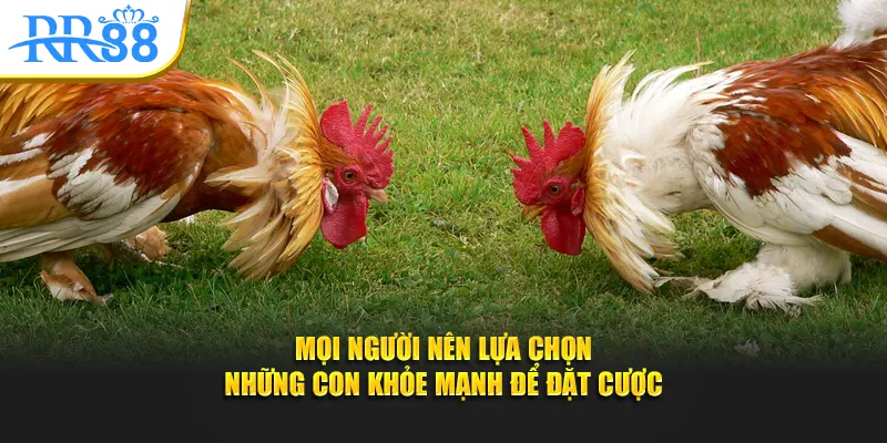 Mọi người nên lựa chọn những con khỏe mạnh để đặt cược