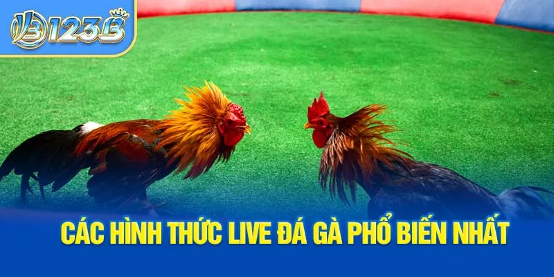 cac-hinh-thuc-live-da-ga-pho-bien-nhat_1_11zon