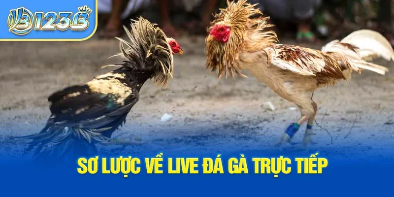 so-luoc-ve-live-da-ga-truc-tiep_4_11zon